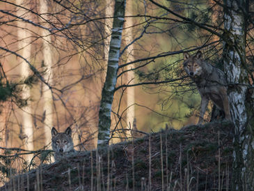 Zehn Gründe, warum ich die Jagd auf Wölfe als sinnlos ansehe
