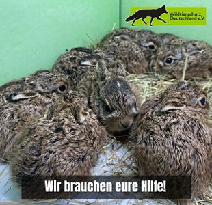 Links 10.06-300px.jpg