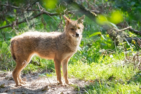 Goldschakal Jagd Niedersachsen