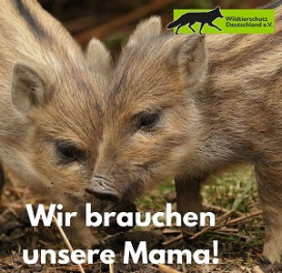Wildschwein Frischlinge ohne die Mama