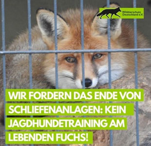 Fuchs Schliefanlage 300px.jpg