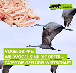 Vogelgrippe Insta300.jpg