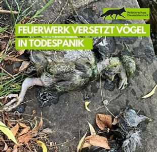 Schützenfest-Feuerwerk tötet Vögel in Willich