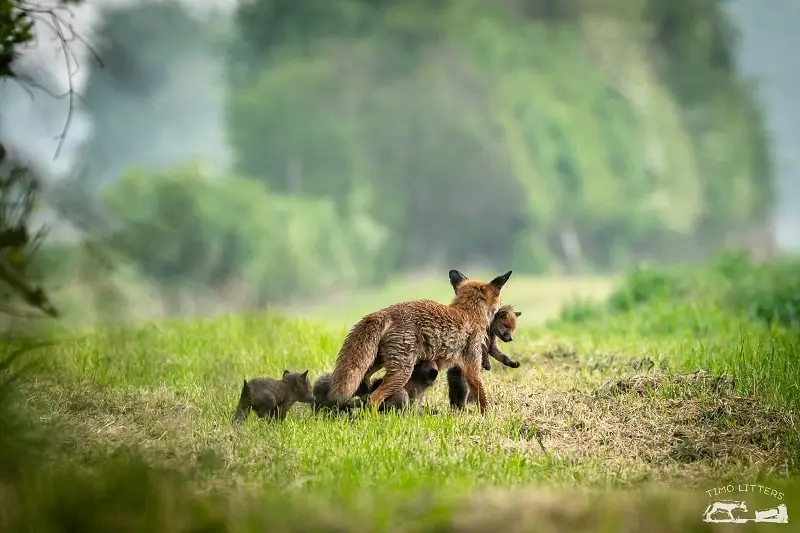 Eine Fuchsfamilie zieht um - Umzug Fuchs