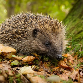 Der Igel im Herbst – zwischen Vorbereitung, Gefahren und Klimawandel