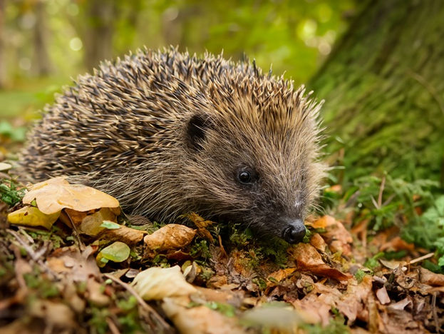 Igel im Herbst: Wann sie Hilfe brauchen und was Sie tun können