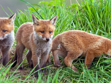 Jagd ist ein ständiger, schwerer Eingriff in das Gleichgewicht der Natur