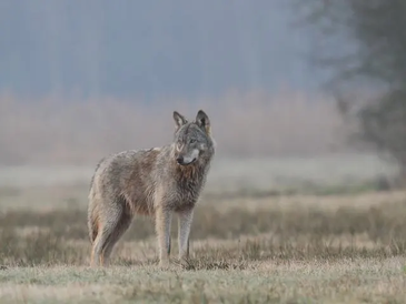 Oberbayern: Wolf GW2425m soll sterben