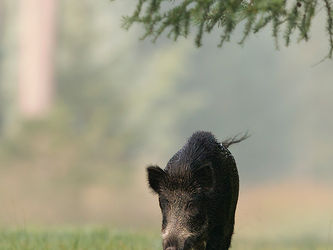 Afrikanische Schweinepest rechtfertigt keine tierschutzwidrigen Maßnahmen gegen Wildschweine