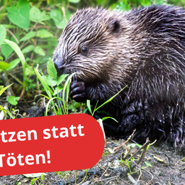 Biber schützen statt töten: Baden-Württemberg will die Tötung von Bibern durch Abschuss erleichtern