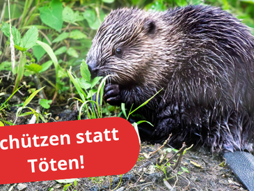 Biber schützen statt töten: Baden-Württemberg will die Tötung von Bibern durch Abschuss erleichtern