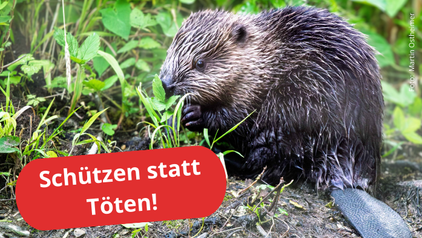 Biber schützen statt töten: Baden-Württemberg will die Tötung von Bibern durch Abschuss erleichtern