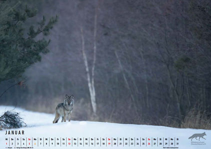 Warum teure Pachten zahlen, wenn der Jagderfolg von Wölfen abgeschöpft wird? 