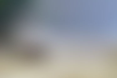 Keine Schonzeit für Wildschweine: Backhaus (MV), Schulze Föcking (NW), Otte-Kinast (NI) & Co ver