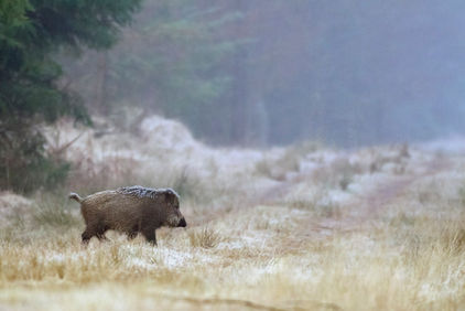 Keine Schonzeit für Wildschweine: Backhaus (MV), Schulze Föcking (NW), Otte-Kinast (NI) & Co ver
