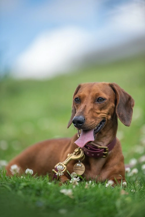 Schweißhund nach der Jagd Sonntagsjäger