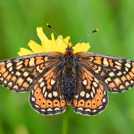 Schmetterling Goldener Scheckenfalter