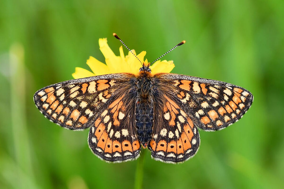 Der Goldene Scheckenfalter (Euphydryas aurinia) profitiert von Wildschwein-Wühlstellen. Foto Thomas Fartmann