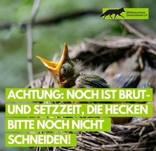 Hecken schneiden.jpg