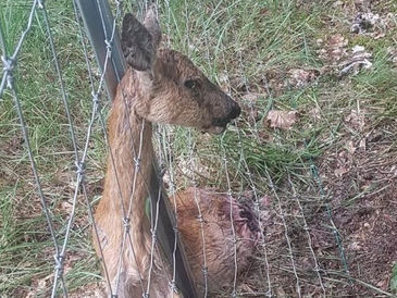 Einstweilige Verfügung: ASP-Zaun im Nationalpark vor Gericht