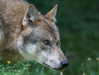 Wolf auf der Pirsch im Sommer