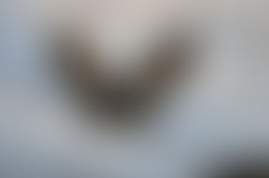 Wie überleben Rehe und Hirsche den nahrungsarmen Winter?