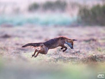Warum Wildtierschutz Deutschland sich für Füchse einsetzt