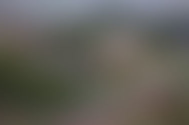 Wolfswelpen zum Abschuss freigegeben: Warum die Entscheidung des VGH Hessen nicht überzeugt