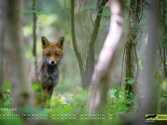 Fuchsjagd-Wettbewerb: Deutscher Jagdverband ohne Meinung