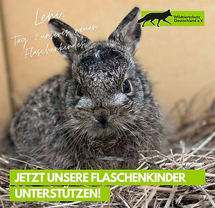 junger Feldhase in der Wildtierstation Hünfelden Wildtierschutz Deutschland