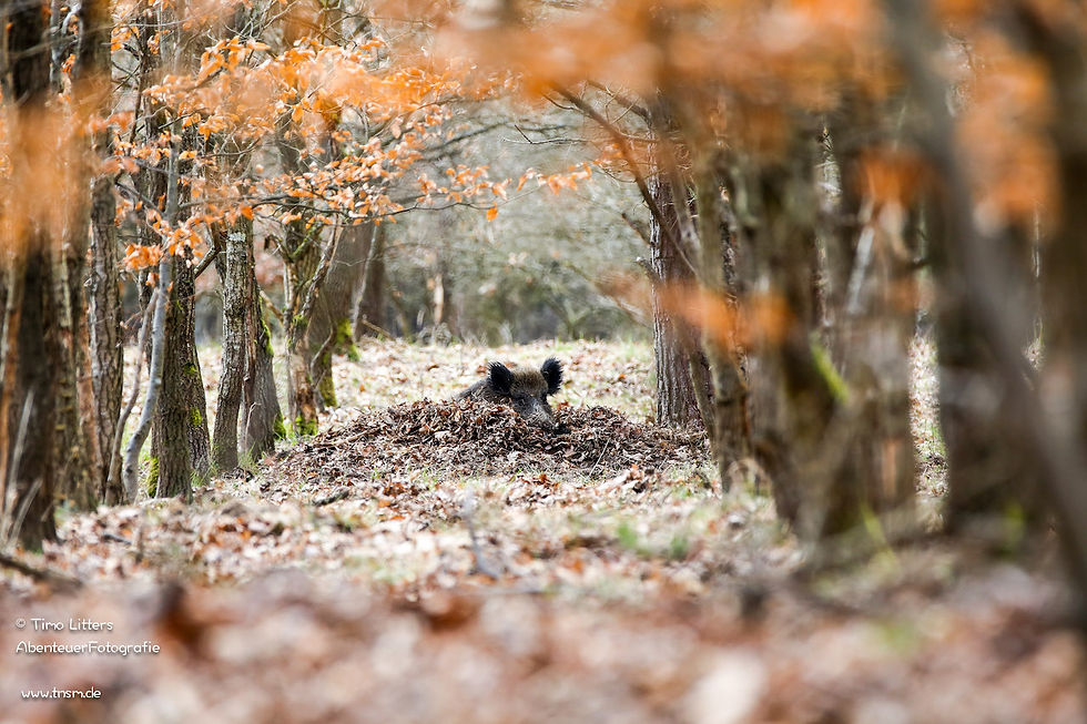 Wildschwein im Herbst in der Suhle
