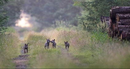 Warum die Herabstufung des Schutzstatus Wolf noch nicht in nationales Recht überführt werden sollte