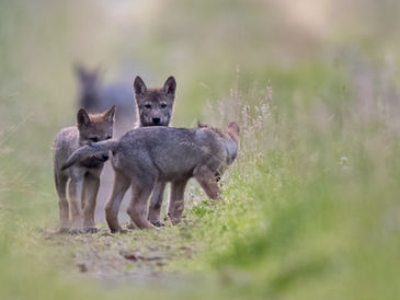 Junge Wölfe in Deutschland