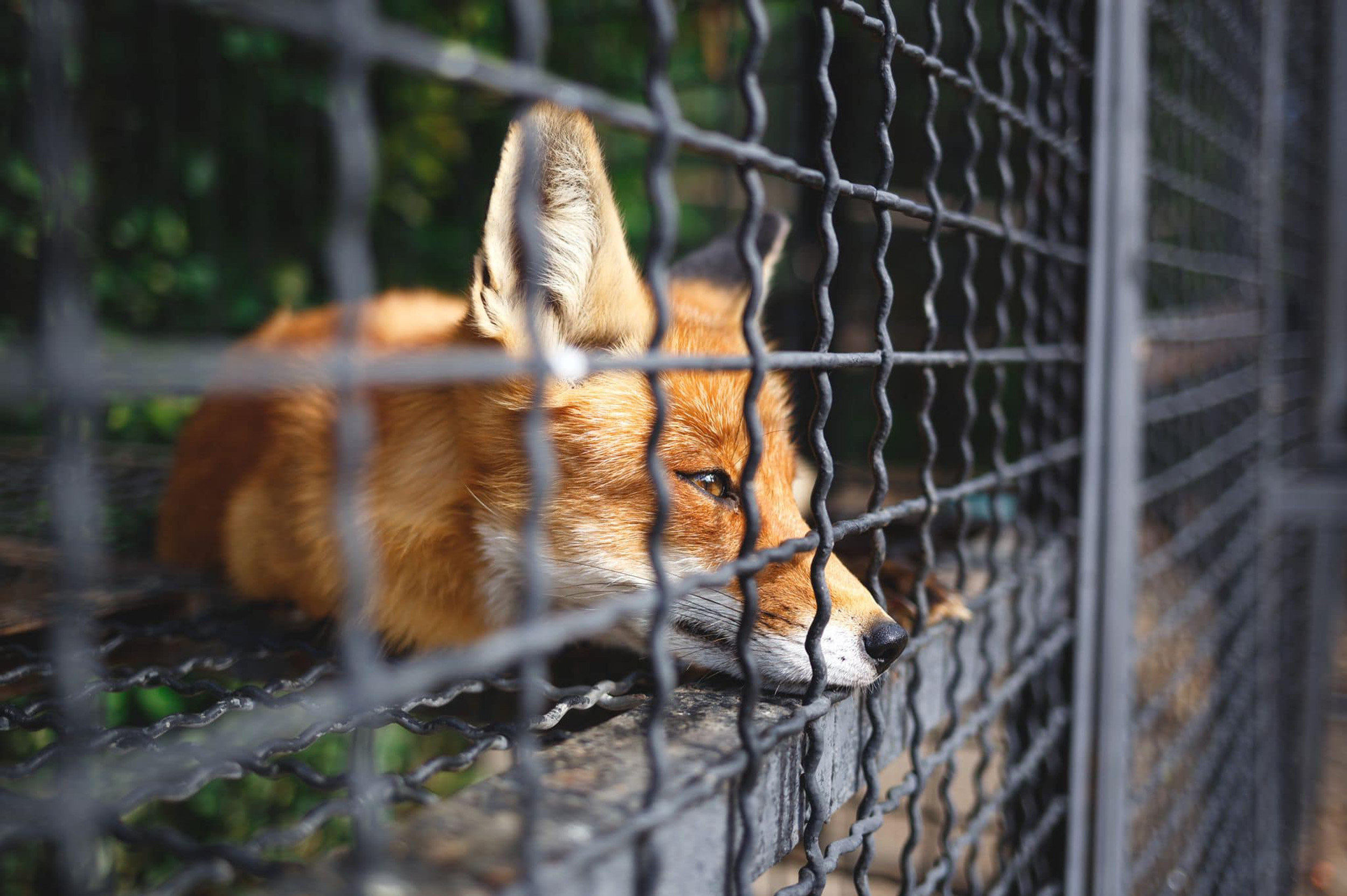 Baujagd abschaffen | Petition unterzeichnen  Baujagd abschaffen | Petition unterzeichnen