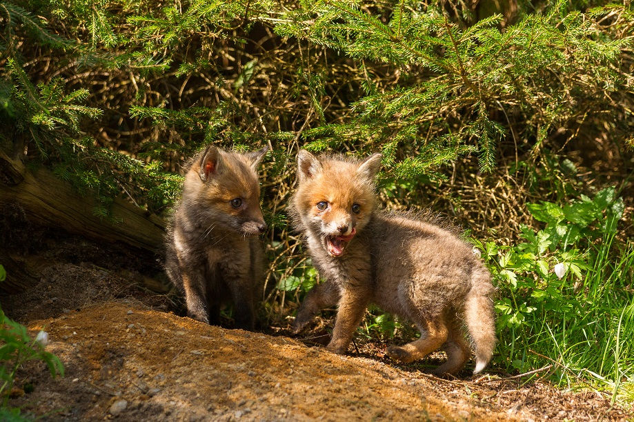 Fuchswelpen spielen am Fuchsbau