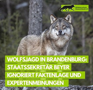 wolfsjagd in brandenburg