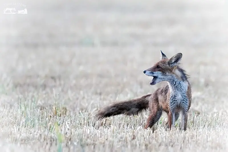 weiblicher Fuchs im Feld - Fuchsfähe
