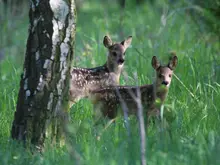 Bambi kann sich nicht sicher sein, dass seine Mutter den Herbst noch überlebt