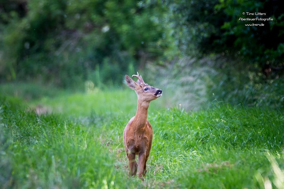Abschaffung der Hobbyjagd