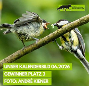 2026 Juni Kohlmeisen.jpg