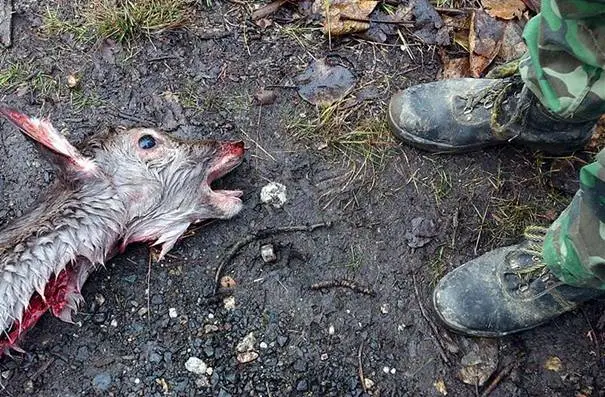 Bauchschuss statt Blattschuss - bei Drückjagden werden Wildschweine und Rehe häufig schwer verletzt