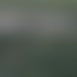 Wolf ins Bundesjagdgesetz: Weder rechtssicher noch wird dadurch der Herdenschutz gestärkt