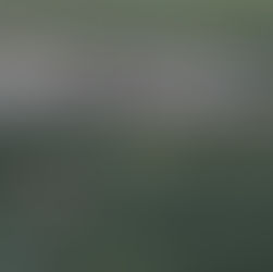 Wolf ins Bundesjagdgesetz: Weder rechtssicher noch wird dadurch der Herdenschutz gestärkt