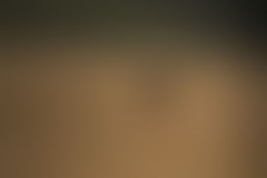 Wald vor Wild: Greenwashing der Holzindustrie?