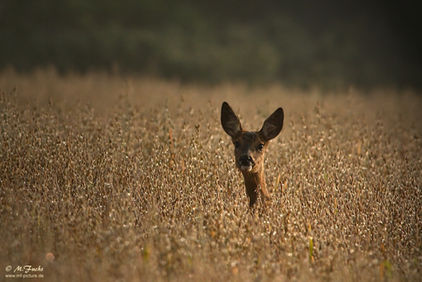 Wald vor Wild: Greenwashing der Holzindustrie?
