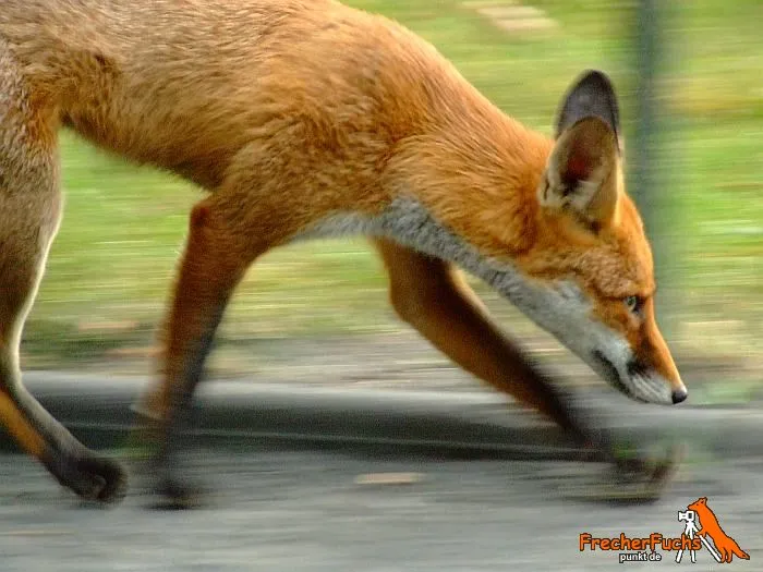 Fuchs in der Stadt