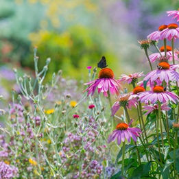 Wer beginnt, die Natur im eigenen Garten genauer zu beobachten, entdeckt schnell, wie viel Leben sich dort entfalten kann.