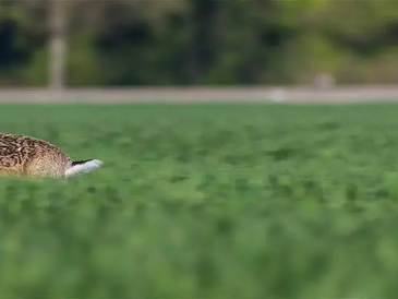 Jägerlatein: Füchse und Hasen