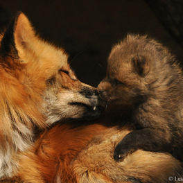 Was Baujagd ist ... und was sie für die Tiere bedeutet