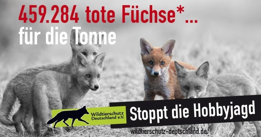 Jungfüchse Hobbyjagd